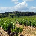 Typischer Weinberg bei Châteauneuf-du-Pape. Im Hintergrund das historistische Château des Fines Roches.