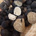 Les gourmets et amateurs de truffe auront l'occasion d'acheter le produit brut.  