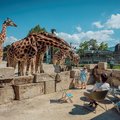 Giraffengehege im Knie Kinderzoo