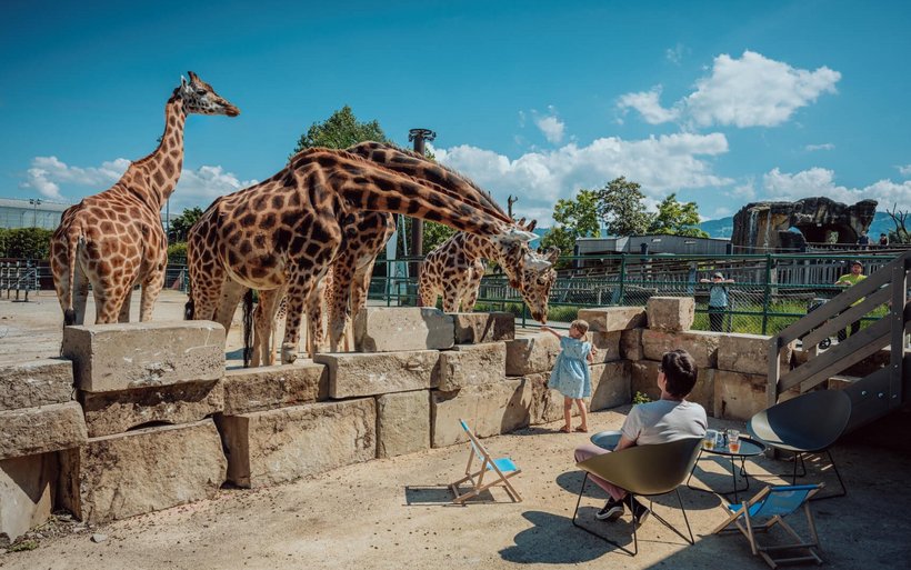 Giraffengehege im Knie Kinderzoo