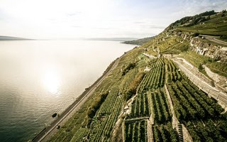 les vignes de Lavaux