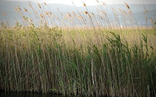 Symbolbild Neuenburgersee