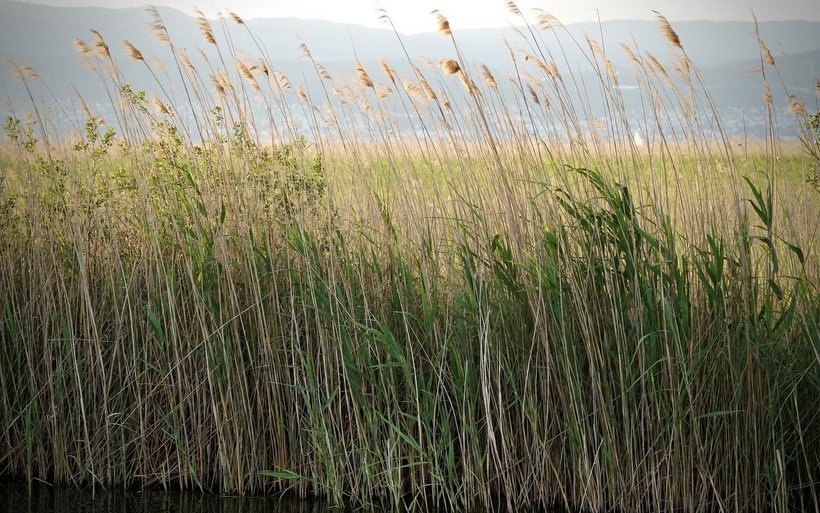 Symbolbild Neuenburgersee