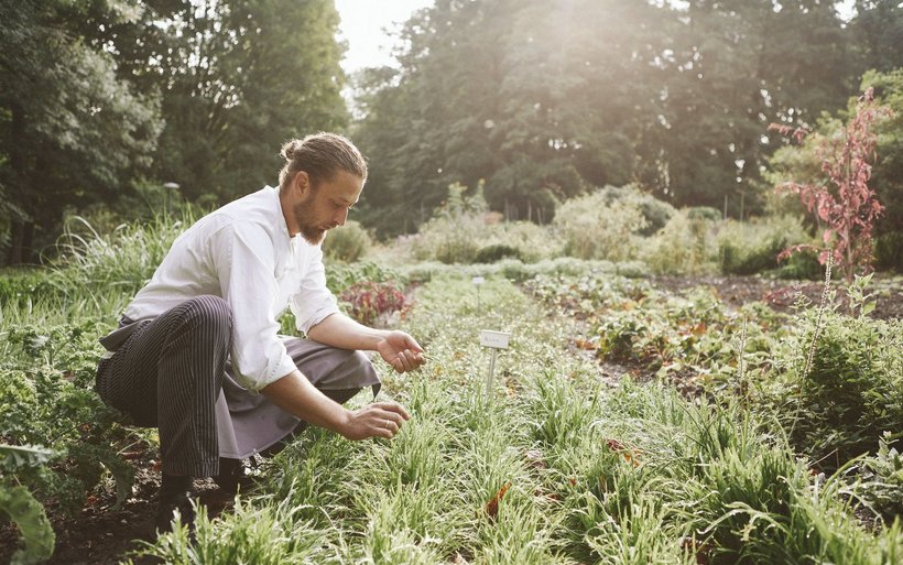 Koch pflückt Kräuter im Kräutergarten