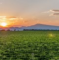 Le spectaculaire vignoble du plateau de Mont-Redon, avec ses 100 hectares sur des sols de gros galets roulés.