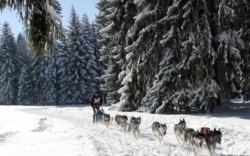 Schlittenhunderennen
